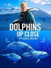 摄影师贝尔蒂与海豚零距离